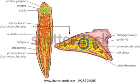 Vector Illustration Basic Internal Anatomy Planaria Stock Vector (Royalty Free) 1935190085 ...