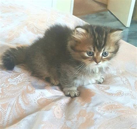 Teacup Munchkin Cats For Sale