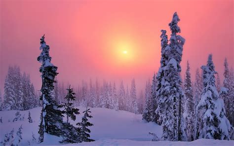 winter, Snow, Trees, Forest, Sun, Sunset, Sky, Landscape, Nature Wallpapers HD / Desktop and ...