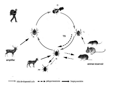 The enzootic cycle of Anaplasma phagocytophilum variants affecting... | Download Scientific Diagram