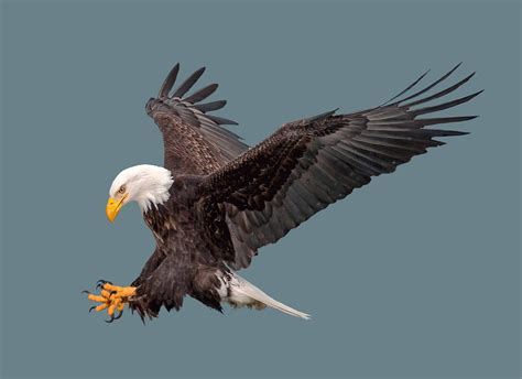 Amazing Footage Captures a Bald Eagle Battling Canadian Geese In Slow Motion - A-Z Animals