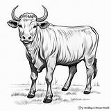 Buffalo Coloring Pages  Free & Printable sketch template