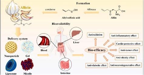 Allicin Health : Uses, Benefits, Side Effects, best Dosage, Precautions ...