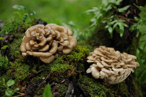 Identifying Wild Mushrooms: A Guide to Edible and Poisonous Mushrooms