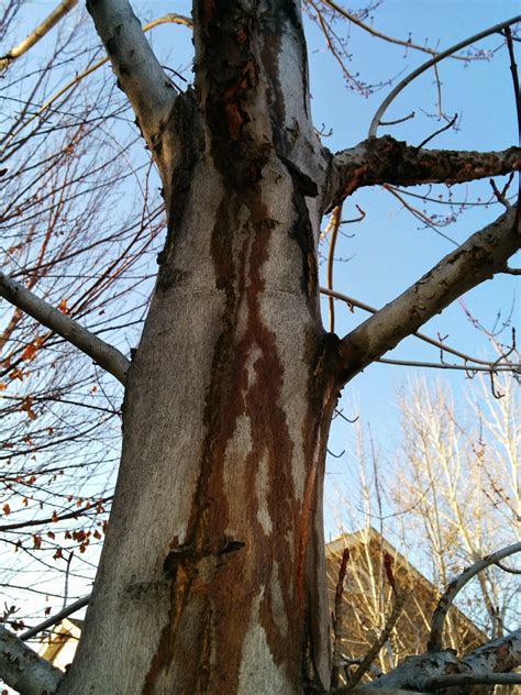 Red Maple Disease? #230051 - Ask Extension