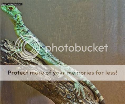 Basiliscus plumifrons sex determination | Reptile Forums