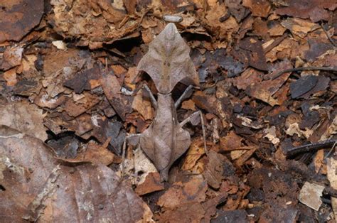 "Dead Leaf Mantis" Images – Browse 384 Stock Photos, Vectors, and Video ...