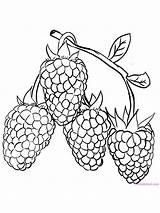 Raspberry Coloring Pages Kids Sketch Page sketch template