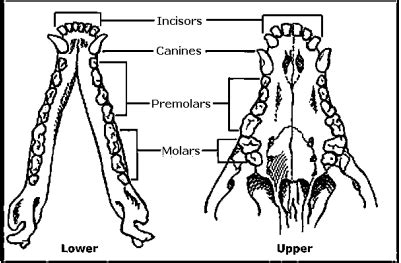 Mammal Teeth (U.S. National Park Service)