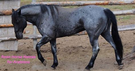 Top Blue Roan Horse Names: Inspiring Options for Your Equine Companion