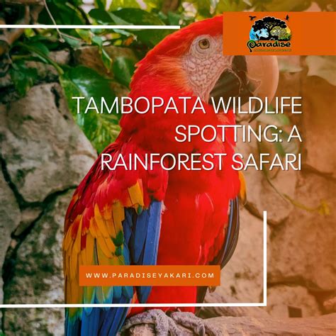 Tambopata Wildlife Spotting: A Rainforest Safari (2024)