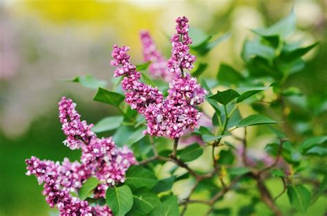 Premium Photo | Purple lilac bush blooming