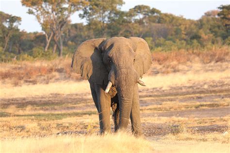 How The Truth On Community Wildlife Conservation In Namibia Is Twisted - Conservation Frontlines