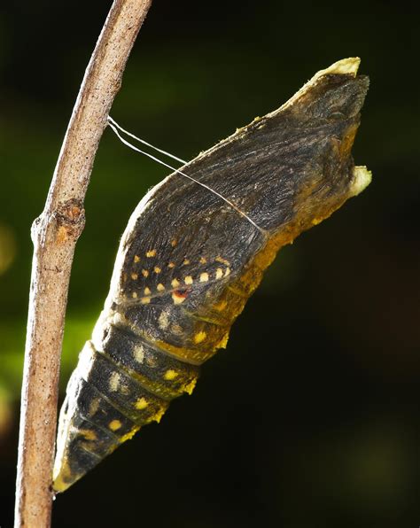 All of Nature: Black Swallowtail Butterfly Emerges