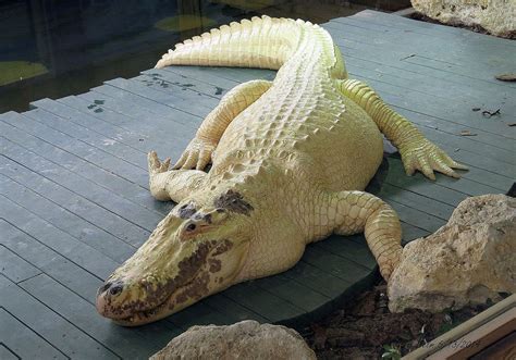 Leucistic Alligator | Habitats, Alligator, American alligator