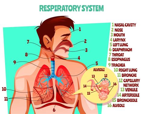 Introduction to Respiratory system | NURSING LECTURE