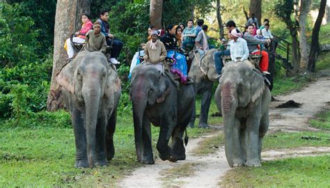 Kaziranga National Park - Liza World Travels