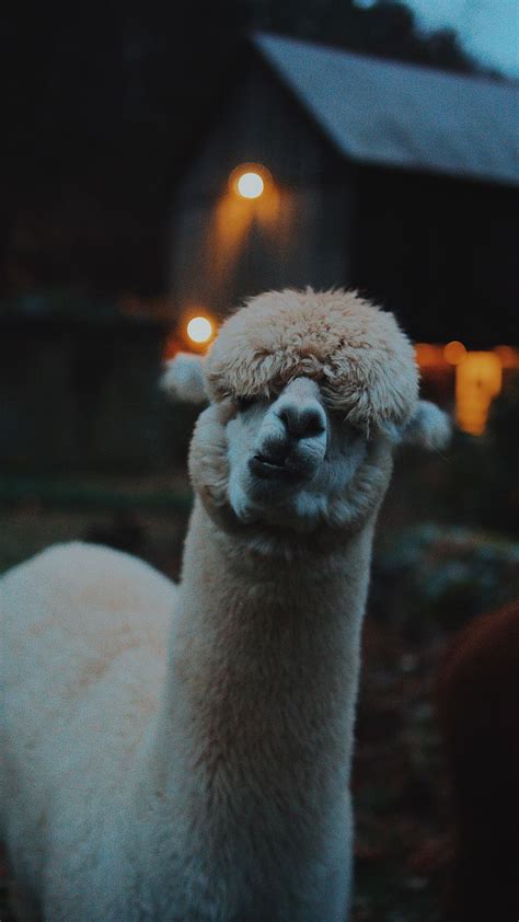 Share more than 56 alpaca wallpaper best - in.cdgdbentre