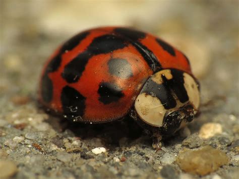 Ladybird Beetle