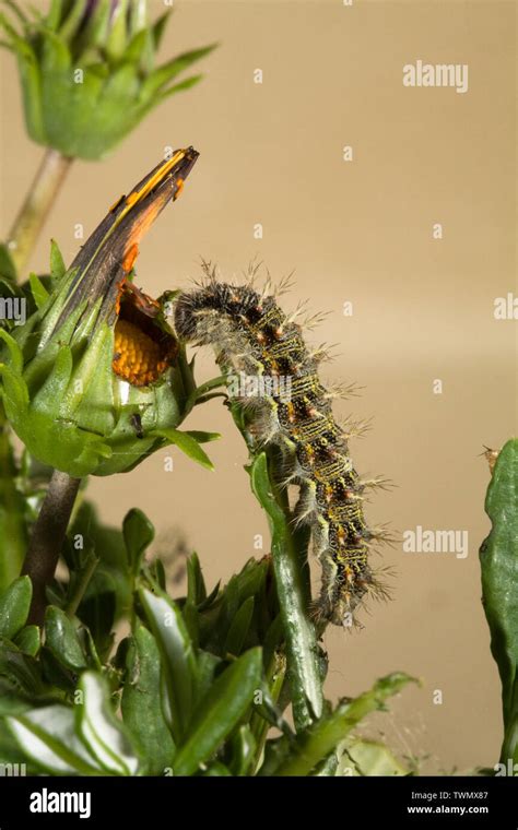 Painted lady caterpillar hi-res stock photography and images - Alamy