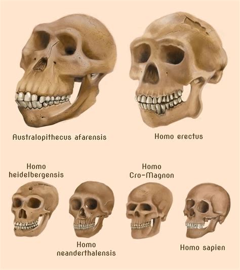 36 best EVOLUCION A SAPIENS images on Pinterest | Human evolution ...