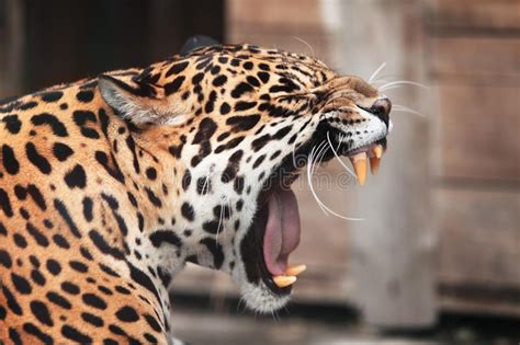 Roaring Jaguar. Wildlife stock image. Image of face, panthera ...