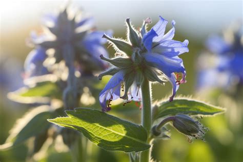 Borage Flower Meaning, Symbolism & Spiritual Significance - Foliage ...