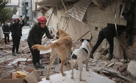 Dogs, Bulls, Goldfish: Animal Rescuers In Turkey Are Saving Them All