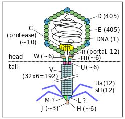 Chapter 1 : recombinant DNA technology - BORZUYA UNIVERSITY