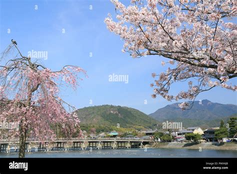 Cherry blossoms in Kyoto Arashiyama Stock Photo - Alamy