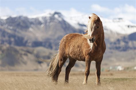 Icelandic Horse Facts, Origin, History, Gaits, Pictures