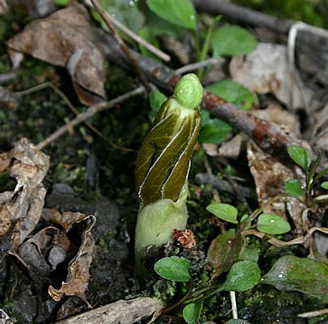 MAYAPPLE