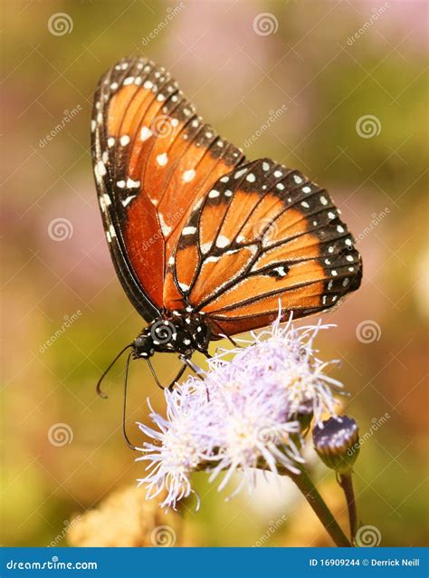 A Viceroy Butterfly, a Monarch Mimic Stock Photo - Image of outdoor, nature: 16909244