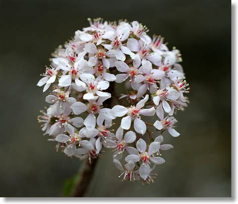 Indian Rhubarb (Darmera peltata) Flower Cluster