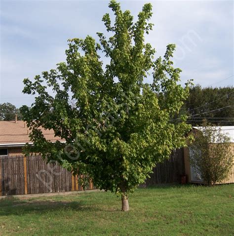 Perennial Plants, Bulbs & Seeds: Box Elder - Boxelder - Manitoba Maple seeds