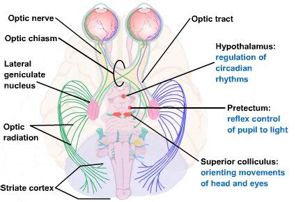 Visual Processing: Cortical Pathways (Section 2, Chapter 15) Neuroscience Online: An Electronic ...