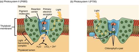 Light-Dependent Reactions | Biology for Majors I