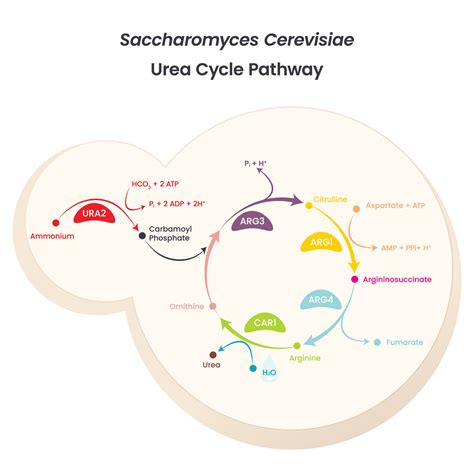 Saccharomyces Diagram