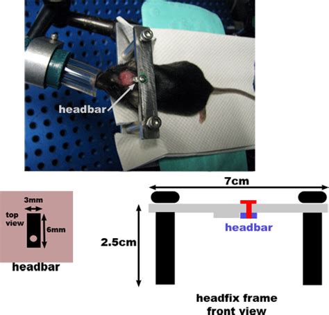 In Vivo Two-photon Imaging Of Experience-dependent Molecular Changes In ...