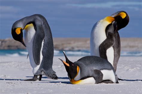 Falkland Island penguins enjoy time on the beach