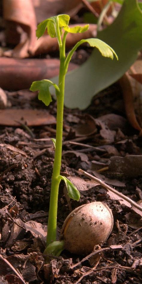 How to Start a Ginkgo Tree From Seed - Dengarden