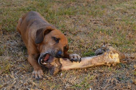 What Does White Dog Poop Mean? - Causes And Treatment!