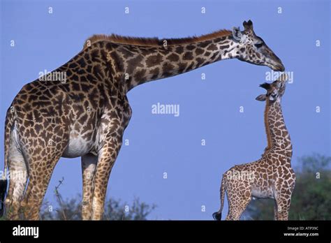 Masai Giraffe and Baby Nuzzle in Masai Mara Kenya Stock Photo - Alamy