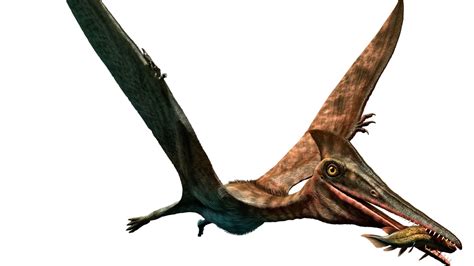 Research Shows Largest Flying Creature Ever Had Neck Longer Than ...