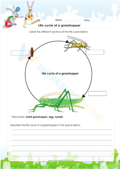 Free life cycle of a grasshopper worksheet, Download Free life cycle of a grasshopper worksheet ...