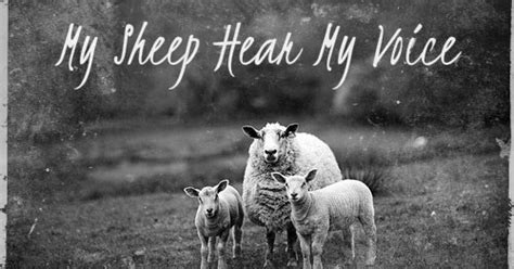 mamabishop: My Sheep Hear My Voice