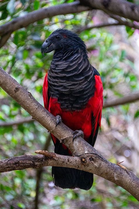 Dracula Parrot: Terrifyingly Majestic Birds of New Guinea