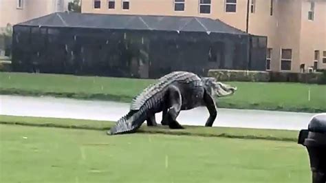 Gigantic Gator Strolls Along on Florida Golf Course – NBC10 Philadelphia