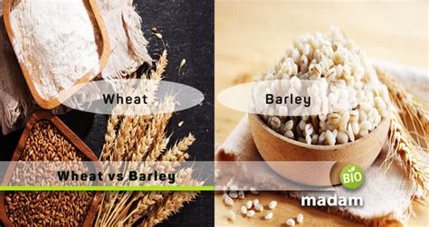 Difference Between Wheat and Barley - biomadam