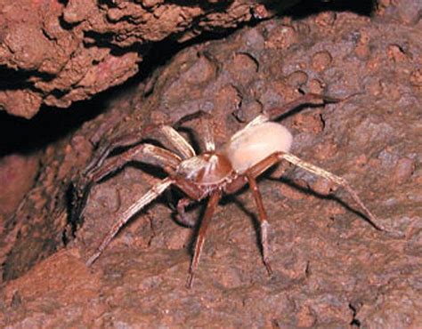 Kauaʻi cave wolf spider | Wolf spider, Cave animals, Endangered animals